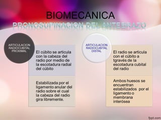 BIOMECANICA
 