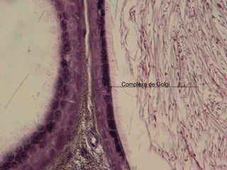 Complexo de Golgi 