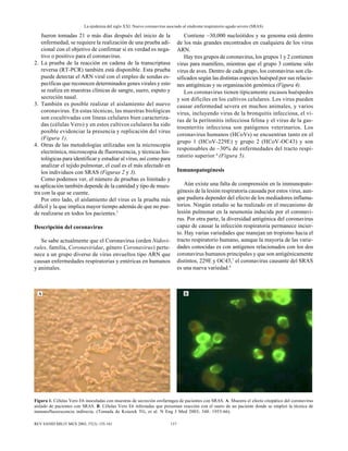 La epidemia del siglo XXI. Nuevo coronavirus asociado al síndrome respiratorio agudo severo (SRAS)
157REV SANID MILIT MEX 2003; 57(3): 155-161
fueron tomadas 21 o más días después del inicio de la
enfermedad, se requiere la realización de una prueba adi-
cional con el objetivo de confirmar si en verdad es nega-
tivo o positivo para el coronavirus.
2. La prueba de la reacción en cadena de la transcriptasa
reversa (RT-PCR) también está disponible. Esta prueba
puede detectar el ARN viral con el empleo de sondas es-
pecíficas que reconocen determinados genes virales y esto
se realiza en muestras clínicas de sangre, suero, esputo y
secreción nasal.
3. También es posible realizar el aislamiento del nuevo
coronavirus. En estas técnicas, las muestras biológicas
son cocultivadas con líneas celulares bien caracteriza-
das (células Vero) y en estos cultivos celulares ha sido
posible evidenciar la presencia y replicación del virus
(Figura 1).
4. Otras de las metodologías utilizadas son la microscopia
electrónica, microscopia de fluorescencia, y técnicas his-
tológicas para identificar y estudiar al virus, así como para
analizar el tejido pulmonar, el cual es el más afectado en
los individuos con SRAS (Figuras 2 y 3).
Como podemos ver, el número de pruebas es limitado y
su aplicación también depende de la cantidad y tipo de mues-
tra con la que se cuente.
Por otro lado, el aislamiento del virus es la prueba más
difícil y la que implica mayor tiempo además de que no pue-
de realizarse en todos los pacientes.5
Descripción del coronavirus
Se sabe actualmente que el Coronavirus (orden Nidovi-
rales, familia, Coronaviridae, género Coronavirus) perte-
nece a un grupo diverso de virus envueltos tipo ARN que
causan enfermedades respiratorias y entéricas en humanos
y animales.
Contiene ~30,000 nucleótidos y su genoma está dentro
de los más grandes encontrados en cualquiera de los virus
ARN.
Hay tres grupos de coronavirus, los grupos 1 y 2 contienen
virus para mamífero, mientras que el grupo 3 contiene sólo
virus de aves. Dentro de cada grupo, los coronavirus son cla-
sificados según las distintas especies huésped por sus relacio-
nes antigénicas y su organización genómica (Figura 4).
Los coronavirus tienen típicamente escasos huéspedes
y son difíciles en los cultivos celulares. Los virus pueden
causar enfermedad severa en muchos animales, y varios
virus, incluyendo virus de la bronquitis infecciosa, el vi-
rus de la peritonitis infecciosa felina y el virus de la gas-
troenteritis infecciosa son patógenos veterinarios. Los
coronavirus humanos (HCoVs) se encuentran tanto en el
grupo 1 (HCoV-229E) y grupo 2 (HCoV-OC43) y son
responsables de ~30% de enfermedades del tracto respi-
ratorio superior 6
(Figura 5).
Inmunopatogénesis
Aún existe una falta de comprensión en la immunopato-
génesis de la lesión respiratoria causada por estos virus, aun-
que pudiera depender del efecto de los mediadores inflama-
torios. Ningún estudio se ha realizado en el mecanismo de
lesión pulmonar en la neumonía inducida por el coronavi-
rus. Por otra parte, la diversidad antigénica del coronavirus
capaz de causar la infección respiratoria permanece incier-
to. Hay varias variedades que manejan un tropismo hacia el
tracto respiratorio humano, aunque la mayoría de las varie-
dades conocidas es con antígenos relacionados con los dos
coronavirus humanos principales y que son antigénicamente
distintos, 229E y OC43,7
el coronavirus causante del SRAS
es una nueva variedad.8
Figura 1. Células Vero E6 inoculadas con muestras de secreción orofaríngea de pacientes con SRAS. A. Muestra el efecto citopático del coronavirus
aislado de pacientes con SRAS. B. Células Vero E6 infectadas que presentan reacción con el suero de un paciente donde se empleó la técnica de
inmunofluorescencia indirecta. (Tomada de Ksiazek TG, et al. N Eng J Med 2003; 348: 1953-66).
A B
 