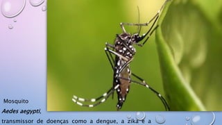 Mosquito
Aedes aegypti,
transmissor de doenças como a dengue, a zika e a
 