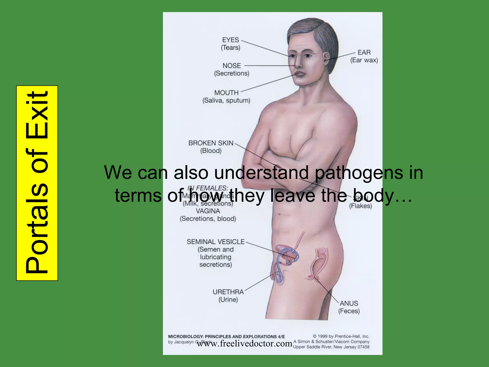 Portals of Exit We can also understand pathogens in terms of how they leave the body… www.freelivedoctor.com 