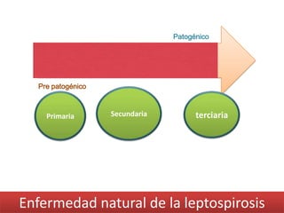 Enfermedad natural de la leptospirosis
Pre patogénico
Patogénico
Primaria Secundaria terciaria
 