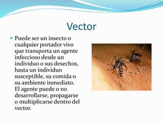 Vector
 Puede ser un insecto o
cualquier portador vivo
que transporta un agente
infeccioso desde un
individuo o sus desechos,
hasta un individuo
susceptible, su comida o
su ambiente inmediato.
El agente puede o no
desarrollarse, propagarse
o multiplicarse dentro del
vector.
 