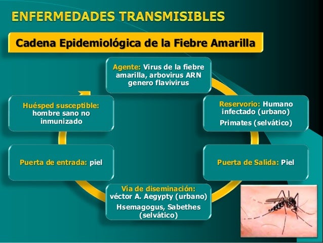cadena epidemiologica fiebre tifoidea epidemiolog 237 a enfermedades transmisibles 2016 cadena epidemiologica fiebre tifoidea epidemiolog 237 a enfermedades transmisibles 2016