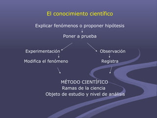 El conocimiento científico
Explicar fenómenos o proponer hipótesis
Poner a prueba
Experimentación Observación
Modifica el fenómeno Registra
MÉTODO CIENTÍFICO
Ramas de la ciencia
Objeto de estudio y nivel de análisis
 