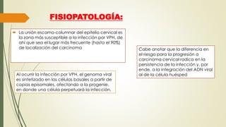 FISIOPATOLOGÍA:
 La unión escamo-columnar del epitelio cervical es
la zona más susceptible a la infección por VPH, de
ahí que sea el lugar más frecuente (hasta el 90%)
de localización del carcinoma
Al ocurrir la infección por VPH, el genoma viral
es sintetizado en las células basales a partir de
copias episomales, afectando a la progenie,
en donde una célula perpetuará la infección,
Cabe anotar que la diferencia en
el riesgo para la progresión a
carcinoma cervical radica en la
persistencia de la infección y, por
ende, a la integración del ADN viral
al de la célula huésped
 