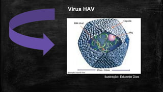 Vírus HAV
Ilustração: Eduardo Dias
 