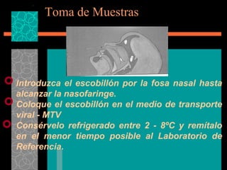 Toma de Muestras Introduzca el escobillón por la fosa nasal hasta alcanzar la nasofaringe. Coloque el escobillón en el medio de transporte viral - MTV Consérvelo refrigerado entre 2 - 8ºC y remítalo en el menor tiempo posible al Laboratorio de Referencia. 