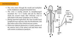 PATHOGENESIS
• The virus enters through the mouth and multiplies
in the oropharynx and gastrointestinal tract.
• The virus is usually present in nasopharyngeal
secretions for 1 to 2 weeks and can be shed in
stools for several weeks after infection, even in
individuals with minor symptoms or no illness.
• During intestinal replication, the virus invades local
lymphoid tissue and may enter the bloodstream, and
then infect cells of the central nervous system.
• Poliovirus-induced destruction of motor neurons of
the anterior horn of the spinal cord and brain stem
cells results in distinctive paralysis.
 