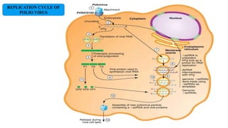 REPLICATION CYCLE OF
POLIO VIRUS
 
