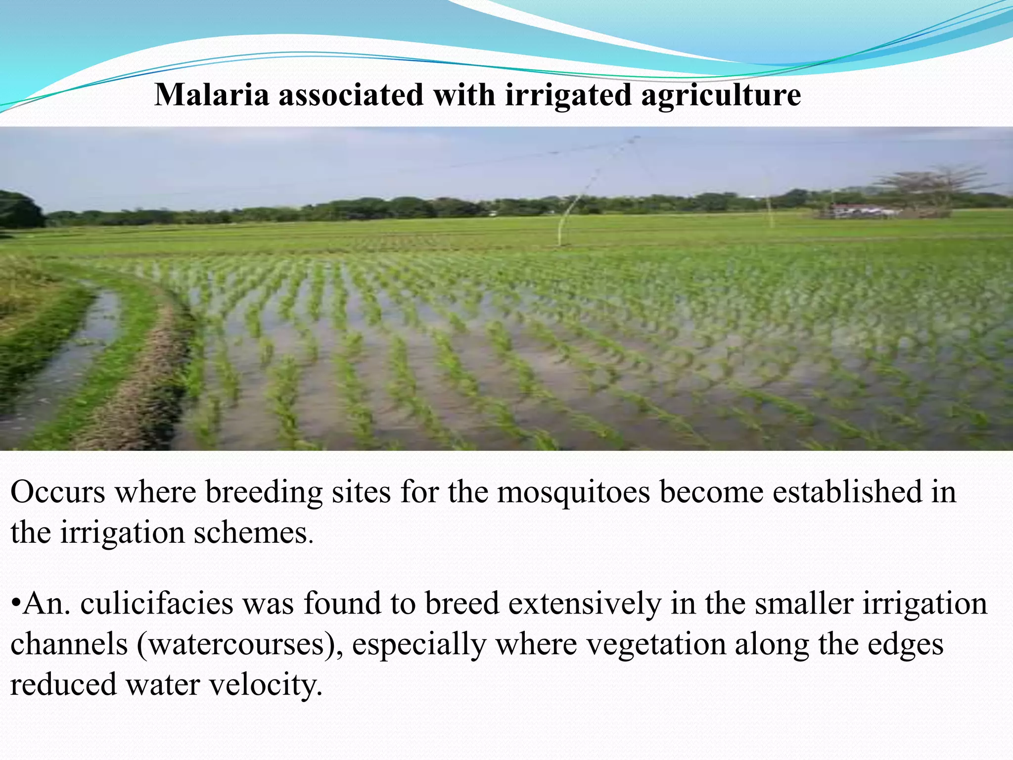 Malaria associated with irrigated agriculture

Occurs where breeding sites for the mosquitoes become established in
the irrigation schemes.

•An. culicifacies was found to breed extensively in the smaller irrigation
channels (watercourses), especially where vegetation along the edges
reduced water velocity.

 