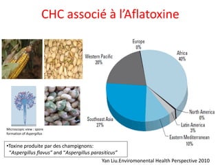 CHC associé à l’Aflatoxine
Yan Liu.Enviromonental Health Perspective 2010
Microscopic view : spore
formation of Aspergillus
•Toxine produite par des champignons:
“Aspergillus flavus” and “Aspergillus parasiticus”
 