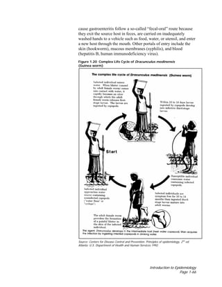 Introduction to Epidemiology
Page 1-66
cause gastroenteritis follow a so-called “fecal-oral” route because
they exit the source host in feces, are carried on inadequately
washed hands to a vehicle such as food, water, or utensil, and enter
a new host through the mouth. Other portals of entry include the
skin (hookworm), mucous membranes (syphilis), and blood
(hepatitis B, human immunodeficiency virus).
Figure 1.20 Complex Life Cycle of Dracunculus medinensis
(Guinea worm)
Source: Centers for Disease Control and Prevention. Principles of epidemiology, 2nd
ed.
Atlanta: U.S. Department of Health and Human Services;1992.
 