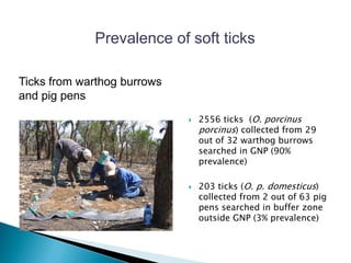 Epidemiology of African swine fever virus in southern Africa