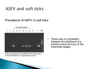 Epidemiology of African swine fever virus in southern Africa