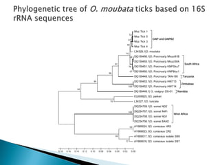 Epidemiology of African swine fever virus in southern Africa