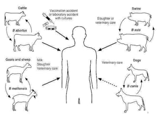 Epidemiology of bacterial zoonotic diseases with their prevention and control