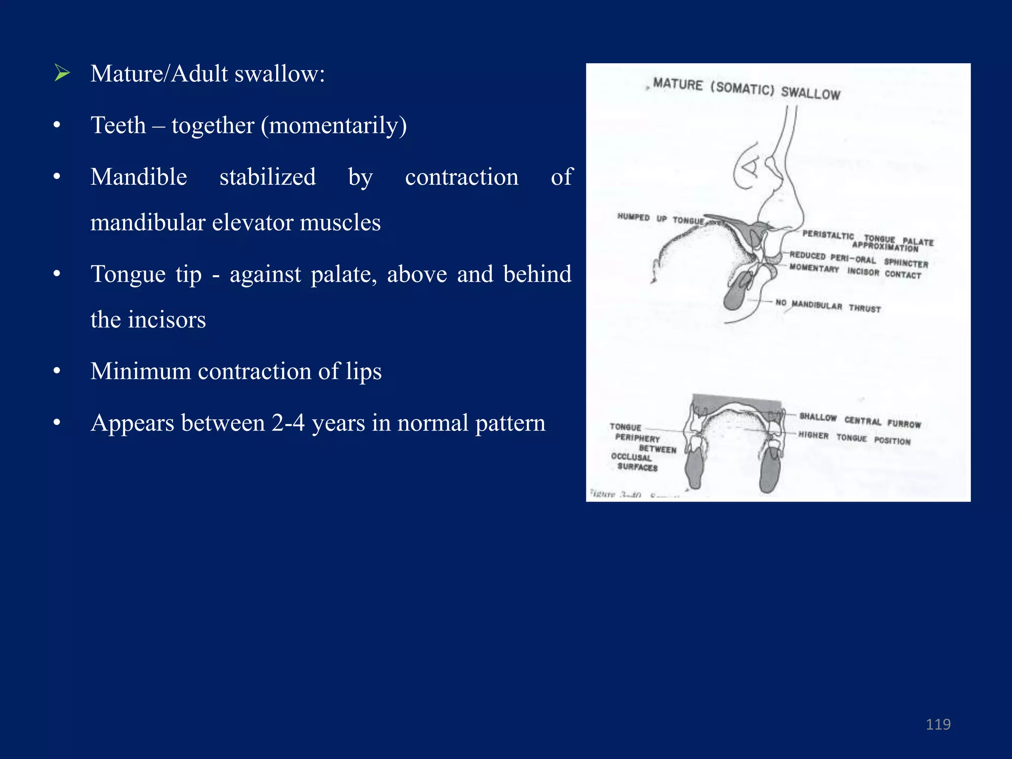  Mature/Adult swallow:
• Teeth – together (momentarily)
• Mandible stabilized by contraction of
mandibular elevator muscles
• Tongue tip - against palate, above and behind
the incisors
• Minimum contraction of lips
• Appears between 2-4 years in normal pattern
119
 
