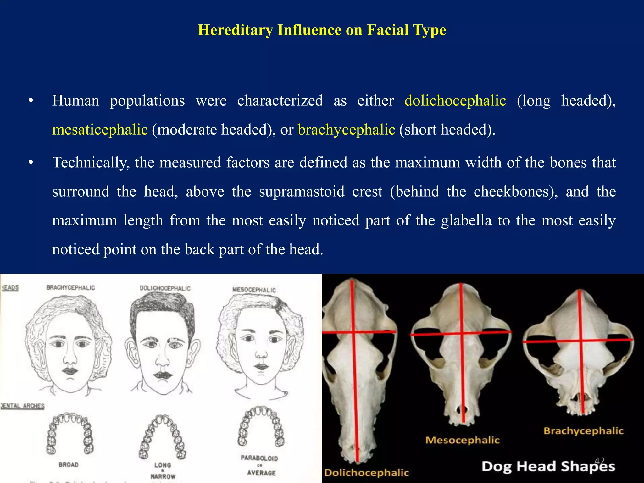 Hereditary Influence on Facial Type
• Human populations were characterized as either dolichocephalic (long headed),
mesaticephalic (moderate headed), or brachycephalic (short headed).
• Technically, the measured factors are defined as the maximum width of the bones that
surround the head, above the supramastoid crest (behind the cheekbones), and the
maximum length from the most easily noticed part of the glabella to the most easily
noticed point on the back part of the head.
42
 