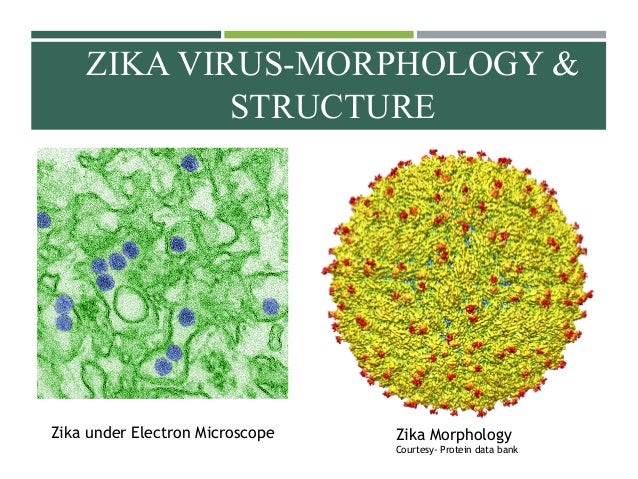 Image result for zika virus sem