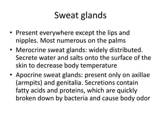 Sweat glands
• Present everywhere except the lips and
nipples. Most numerous on the palms
• Merocrine sweat glands: widely distributed.
Secrete water and salts onto the surface of the
skin to decrease body temperature
• Apocrine sweat glands: present only on axillae
(armpits) and genitalia. Secretions contain
fatty acids and proteins, which are quickly
broken down by bacteria and cause body odor

 