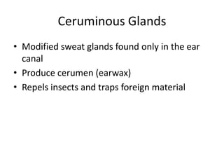 Ceruminous Glands
• Modified sweat glands found only in the ear
canal
• Produce cerumen (earwax)
• Repels insects and traps foreign material

 