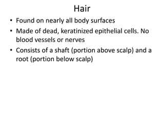 Hair
• Found on nearly all body surfaces
• Made of dead, keratinized epithelial cells. No
blood vessels or nerves
• Consists of a shaft (portion above scalp) and a
root (portion below scalp)

 