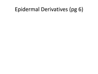 Epidermal Derivatives (pg 6)

 