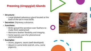 Epidermal Glands – Mucous, Preening, Sweat, Sebaceous & Mammary Glands.pptx