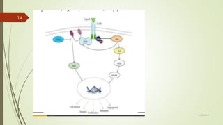 Epidermal growth factor and its receptor tyrosine kinase | PPTX