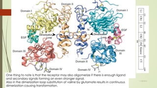 Epidermal growth factor and its receptor tyrosine kinase | PPTX