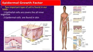 Epidermal Growth Factor
• Two important type of cell is found in our
body-
1.Epithelial cells are covers the all inner
organism
2.Epidermal cells are found in skin
 