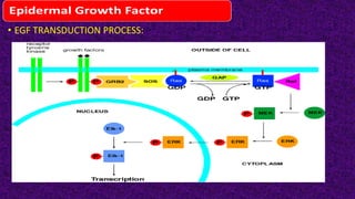 • EGF TRANSDUCTION PROCESS:
 