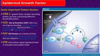 .
Some important Protein factors:
GRB-2 -growth factor receptor bounding
protein ,its have a anchoring effect for
bound SOS protein.
SOS- Son of Sevenless (SOS) refers to a
set of genes encoding guanine nucleotide
exchange factors that act on the Ras
subfamily of small GTPases.
RAF-Raf kinases are a family of three
serine/threonine-specific protein kinases
that are related to retroviral oncogenes
ERK-Extracellular signal regulated kinase
,It stimulate transcription factor
 