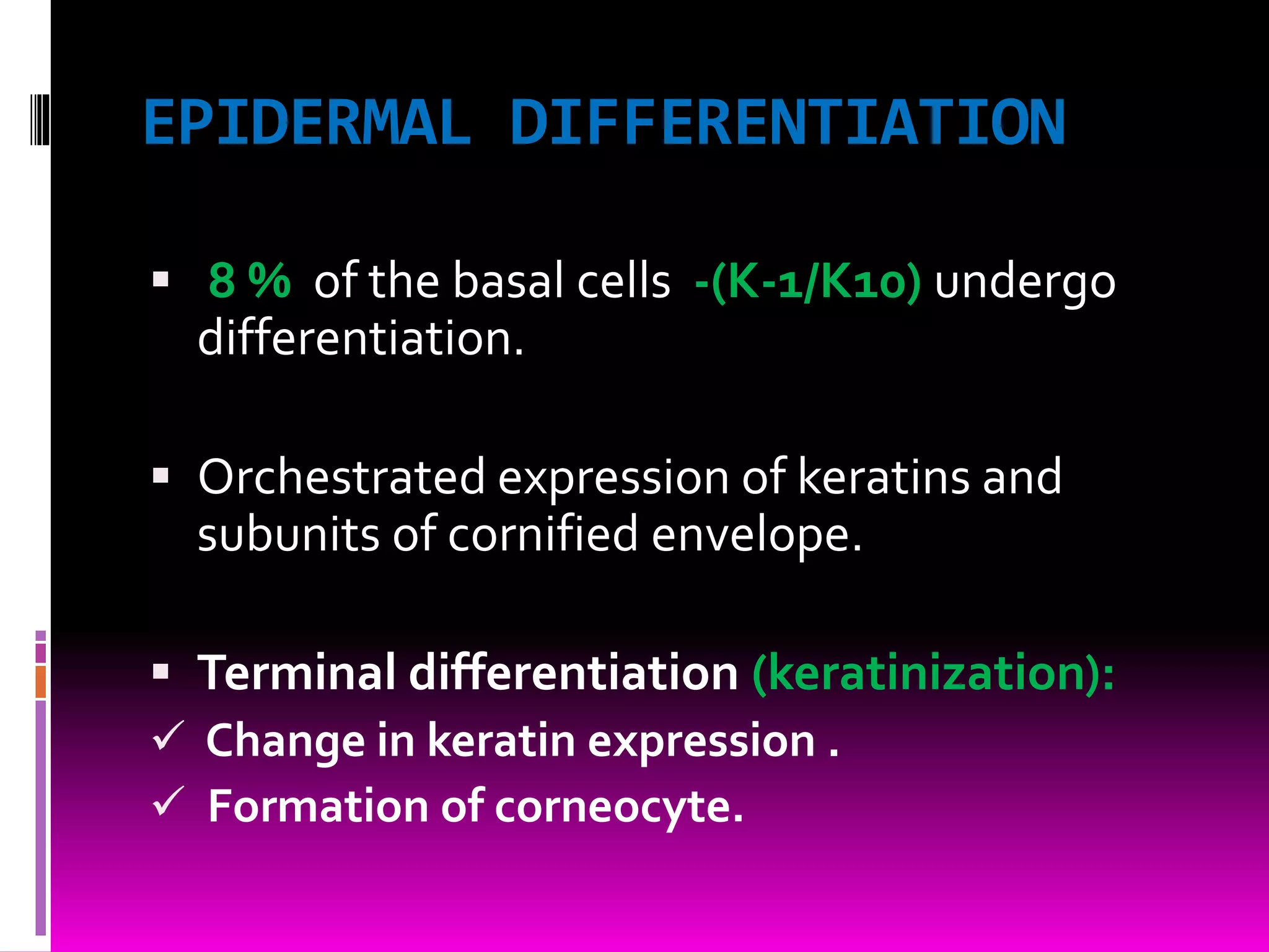 EPIDERMAL DIFFERENTIATION
 8 % of the basal cells -(K-1/K10) undergo
differentiation.
 Orchestrated expression of keratins and
subunits of cornified envelope.
 Terminal differentiation (keratinization):
 Change in keratin expression .
 Formation of corneocyte.
 