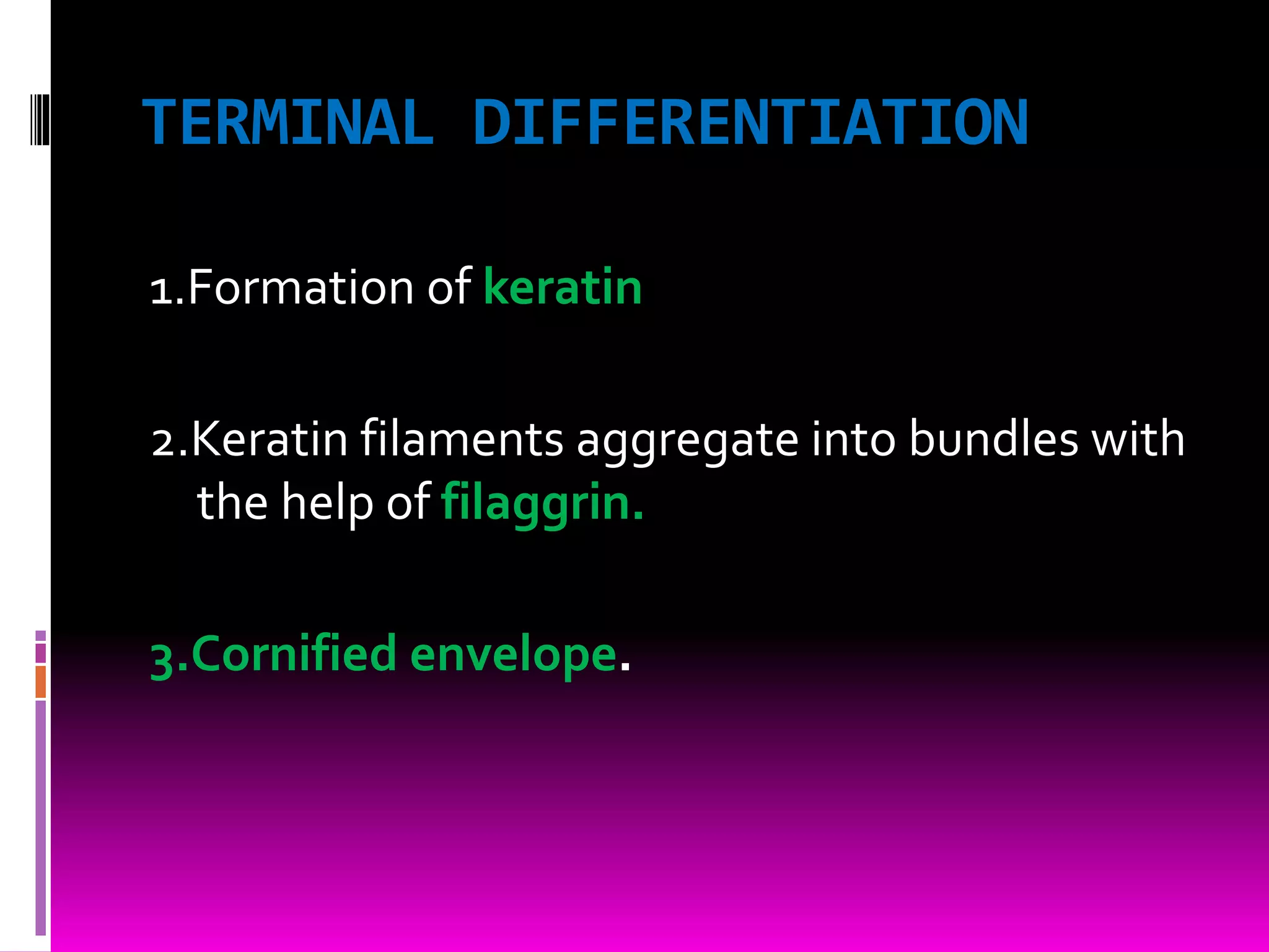 TERMINAL DIFFERENTIATION
1.Formation of keratin
2.Keratin filaments aggregate into bundles with
the help of filaggrin.
3.Cornified envelope.
 