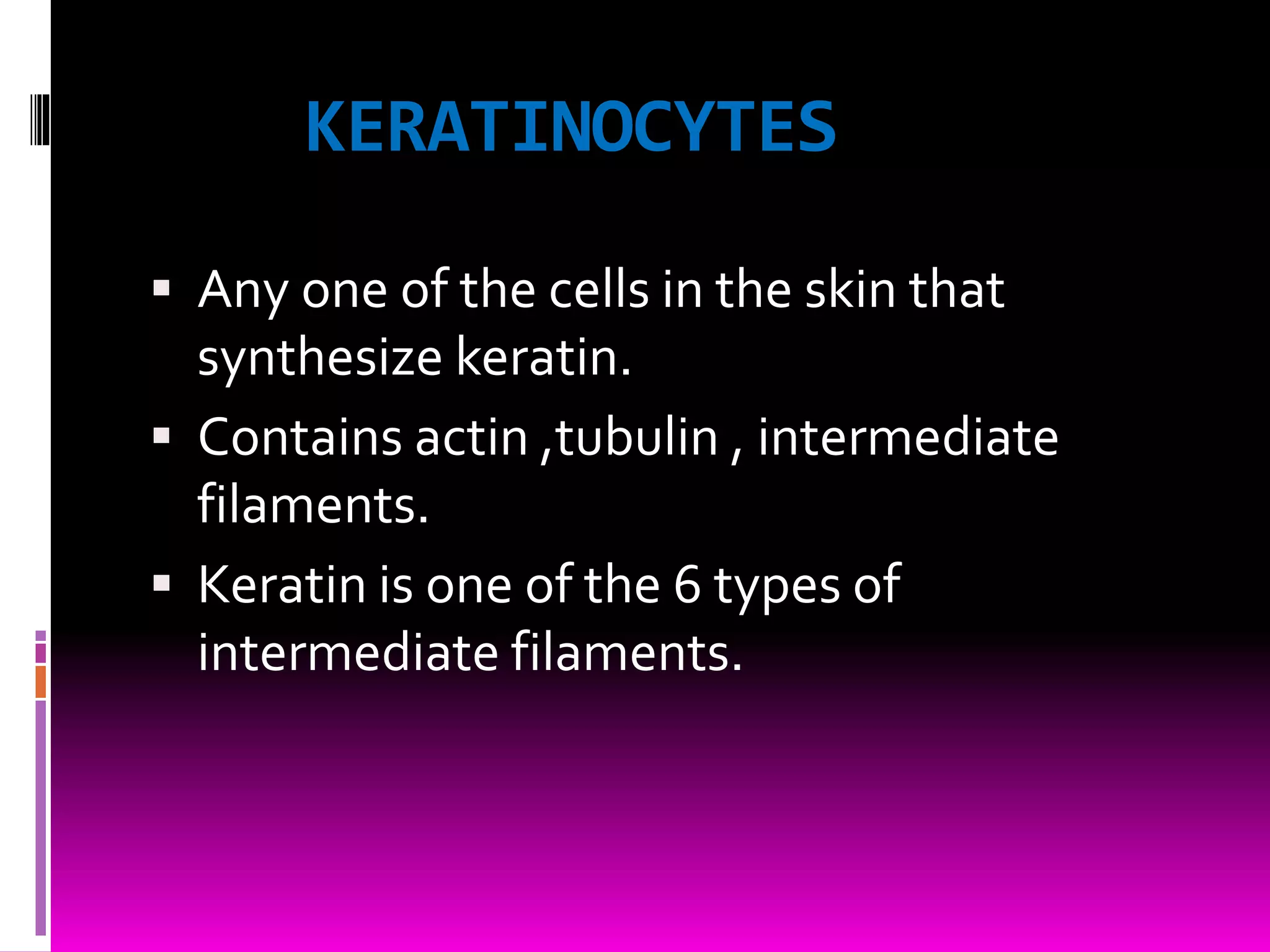 KERATINOCYTES
 Any one of the cells in the skin that
synthesize keratin.
 Contains actin ,tubulin , intermediate
filaments.
 Keratin is one of the 6 types of
intermediate filaments.
 
