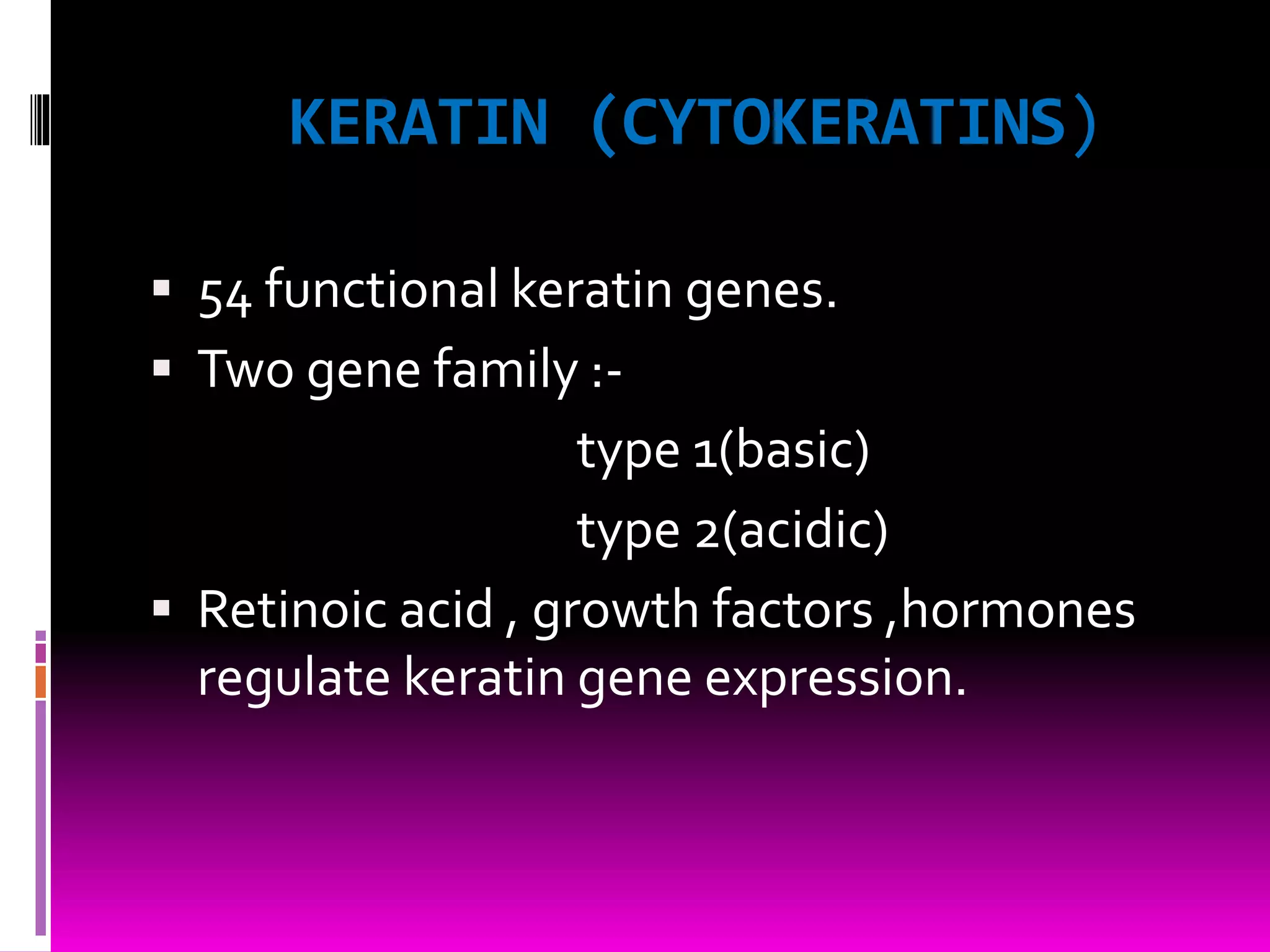 KERATIN (CYTOKERATINS)
 54 functional keratin genes.
 Two gene family :-
type 1(basic)
type 2(acidic)
 Retinoic acid , growth factors ,hormones
regulate keratin gene expression.
 