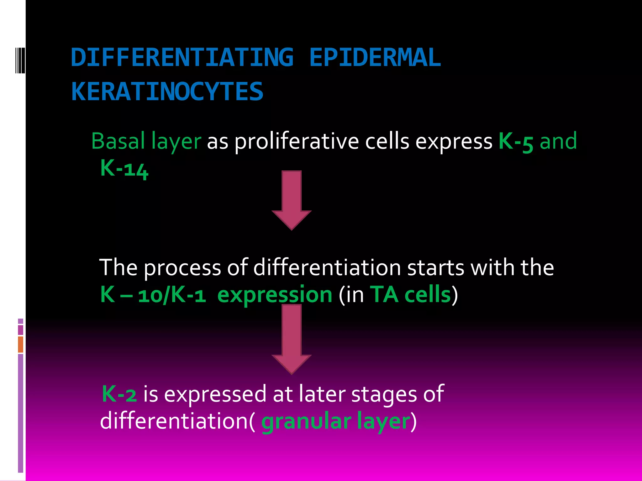 DIFFERENTIATING EPIDERMAL
KERATINOCYTES
Basal layer as proliferative cells express K-5 and
K-14
The process of differentiation starts with the
K – 10/K-1 expression (in TA cells)
K-2 is expressed at later stages of
differentiation( granular layer)
 