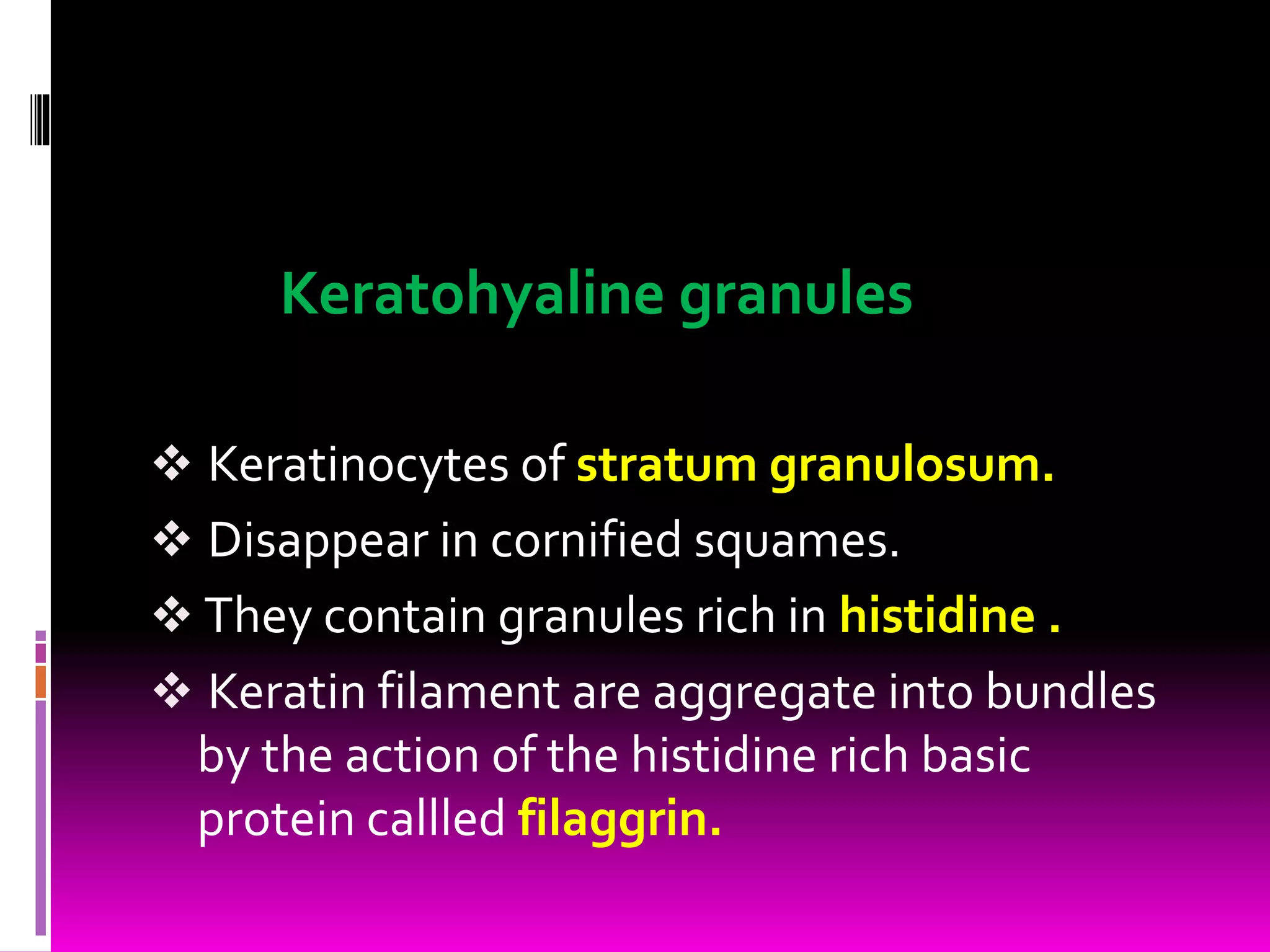 Keratohyaline granules
 Keratinocytes of stratum granulosum.
 Disappear in cornified squames.
 They contain granules rich in histidine .
 Keratin filament are aggregate into bundles
by the action of the histidine rich basic
protein callled filaggrin.
 