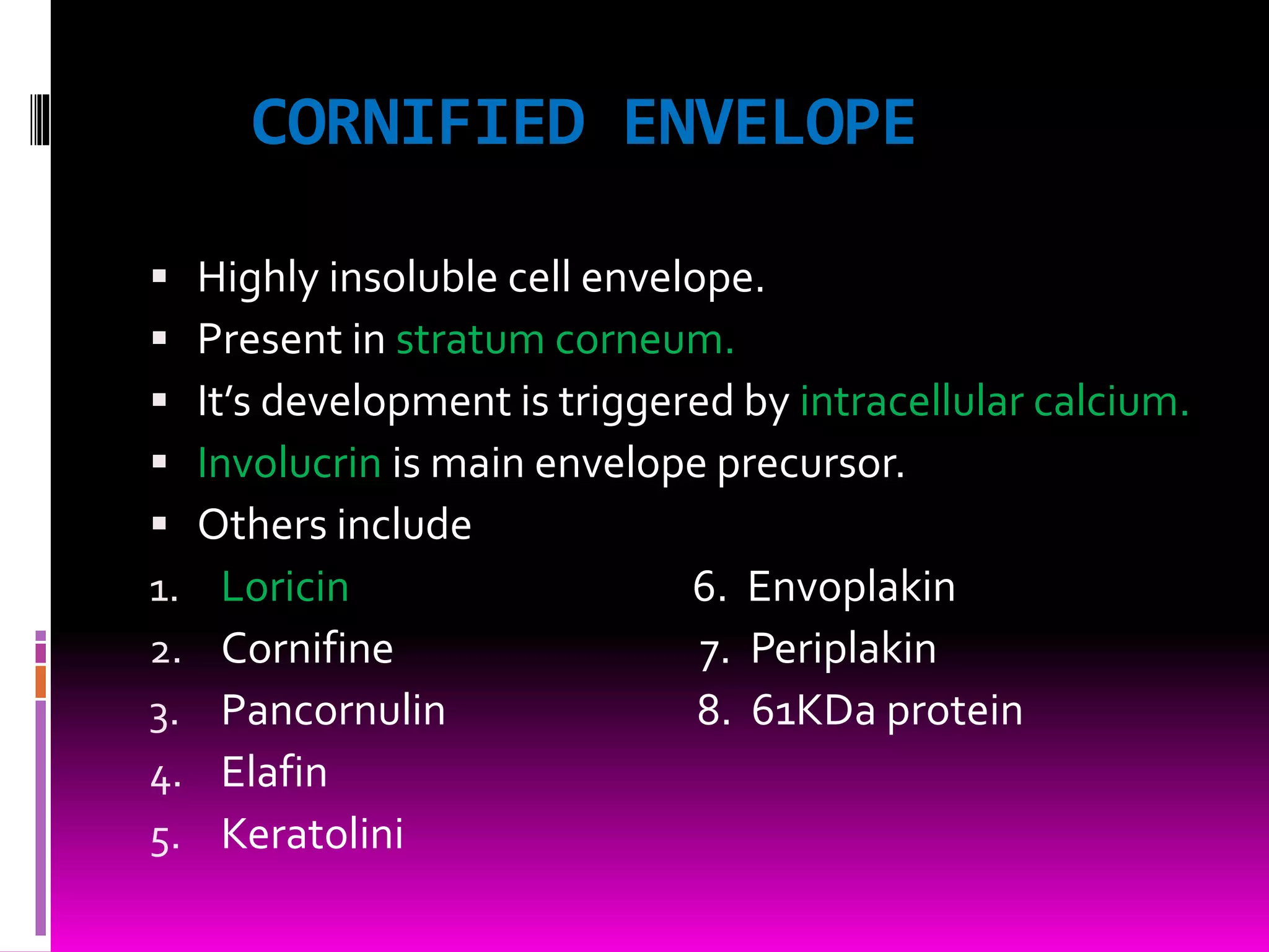 CORNIFIED ENVELOPE
 Highly insoluble cell envelope.
 Present in stratum corneum.
 It’s development is triggered by intracellular calcium.
 Involucrin is main envelope precursor.
 Others include
1. Loricin 6. Envoplakin
2. Cornifine 7. Periplakin
3. Pancornulin 8. 61KDa protein
4. Elafin
5. Keratolini
 