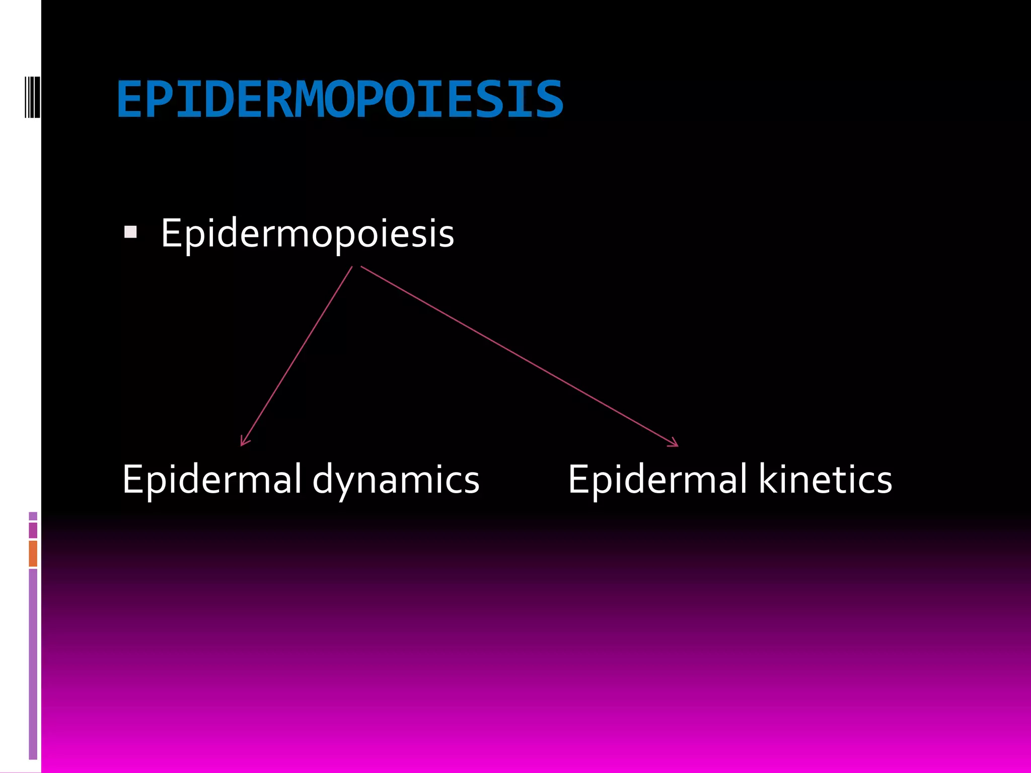 EPIDERMOPOIESIS
 Epidermopoiesis
Epidermal dynamics Epidermal kinetics
 