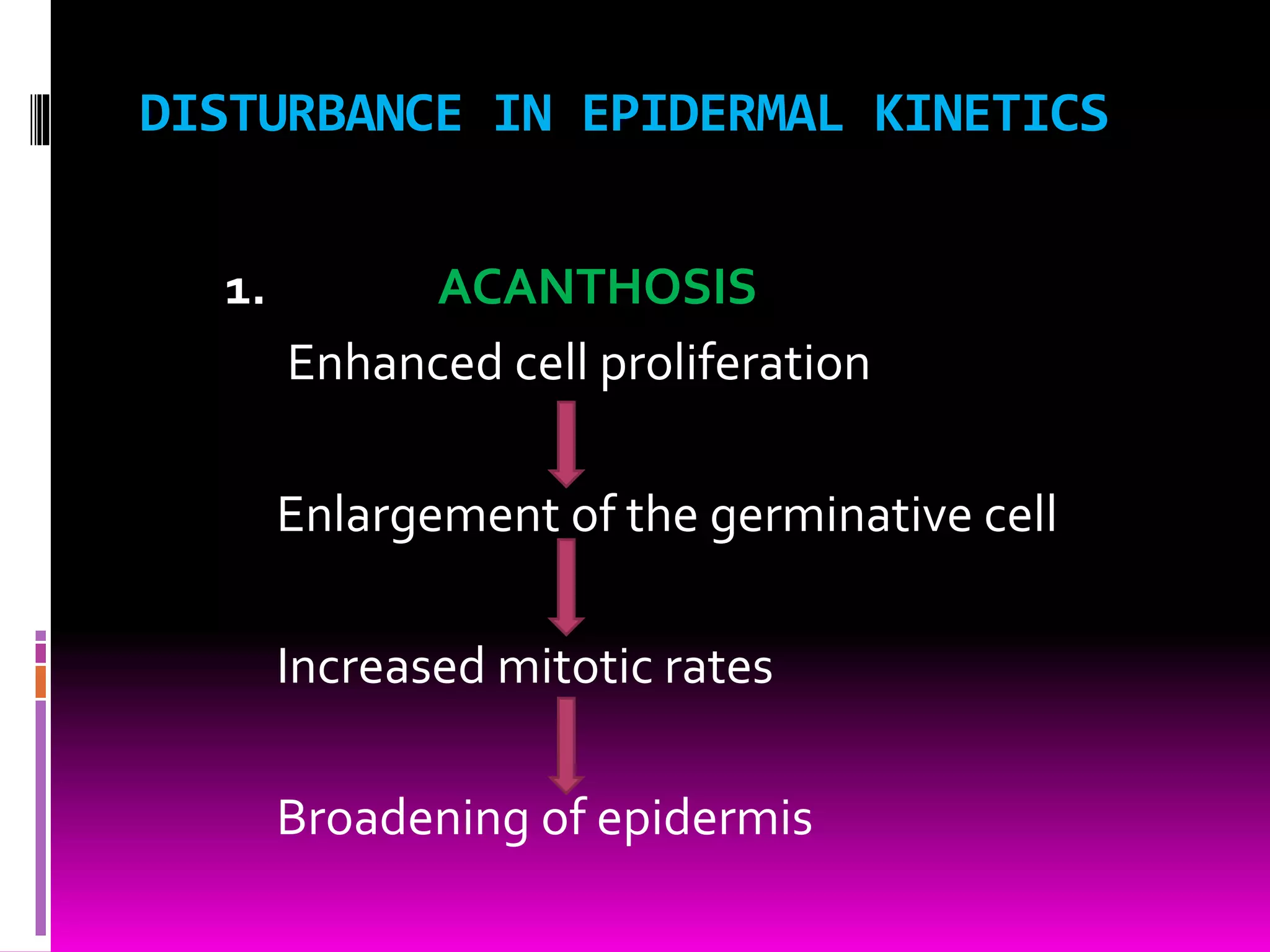 DISTURBANCE IN EPIDERMAL KINETICS
1. ACANTHOSIS
Enhanced cell proliferation
Enlargement of the germinative cell
Increased mitotic rates
Broadening of epidermis
 