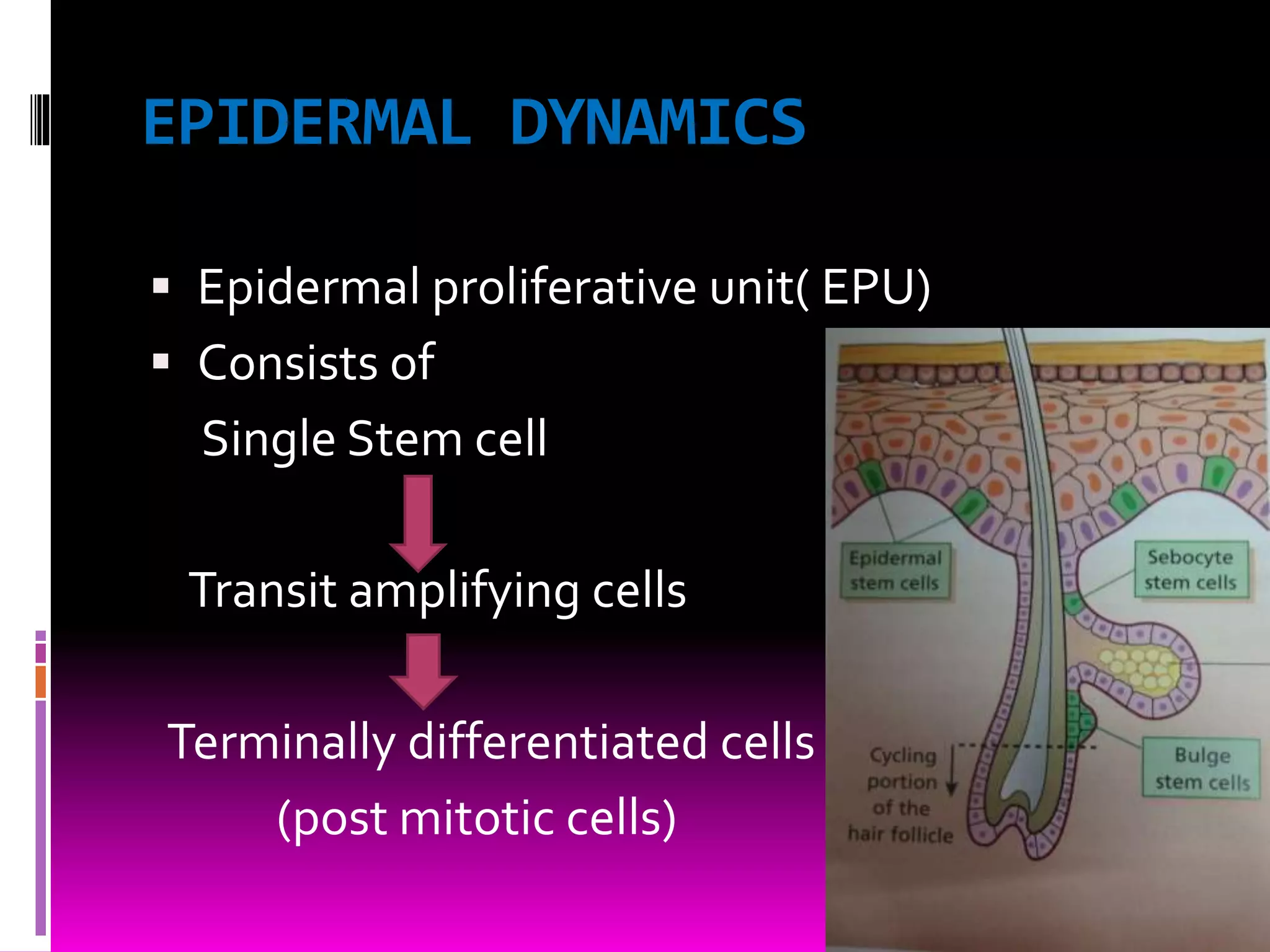 EPIDERMAL DYNAMICS
 Epidermal proliferative unit( EPU)
 Consists of
Single Stem cell
Transit amplifying cells
Terminally differentiated cells
(post mitotic cells)
 
