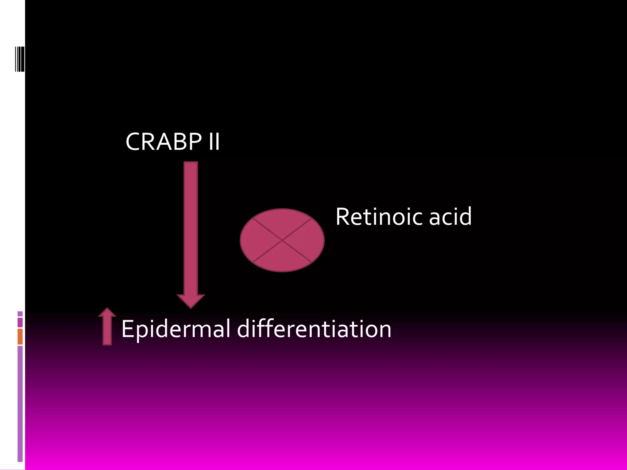 CRABP II
Retinoic acid
Epidermal differentiation
 