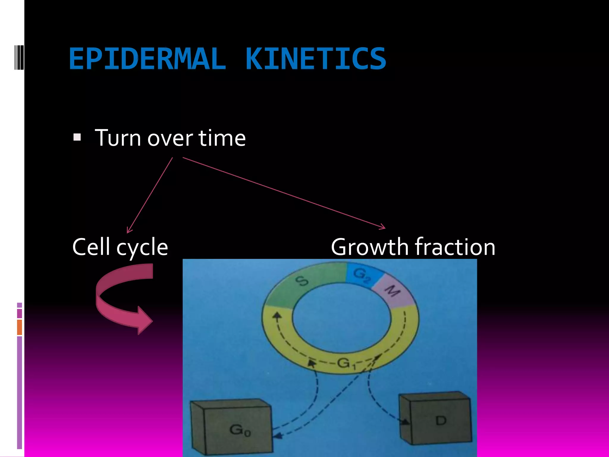 EPIDERMAL KINETICS
 Turn over time
Cell cycle Growth fraction
 