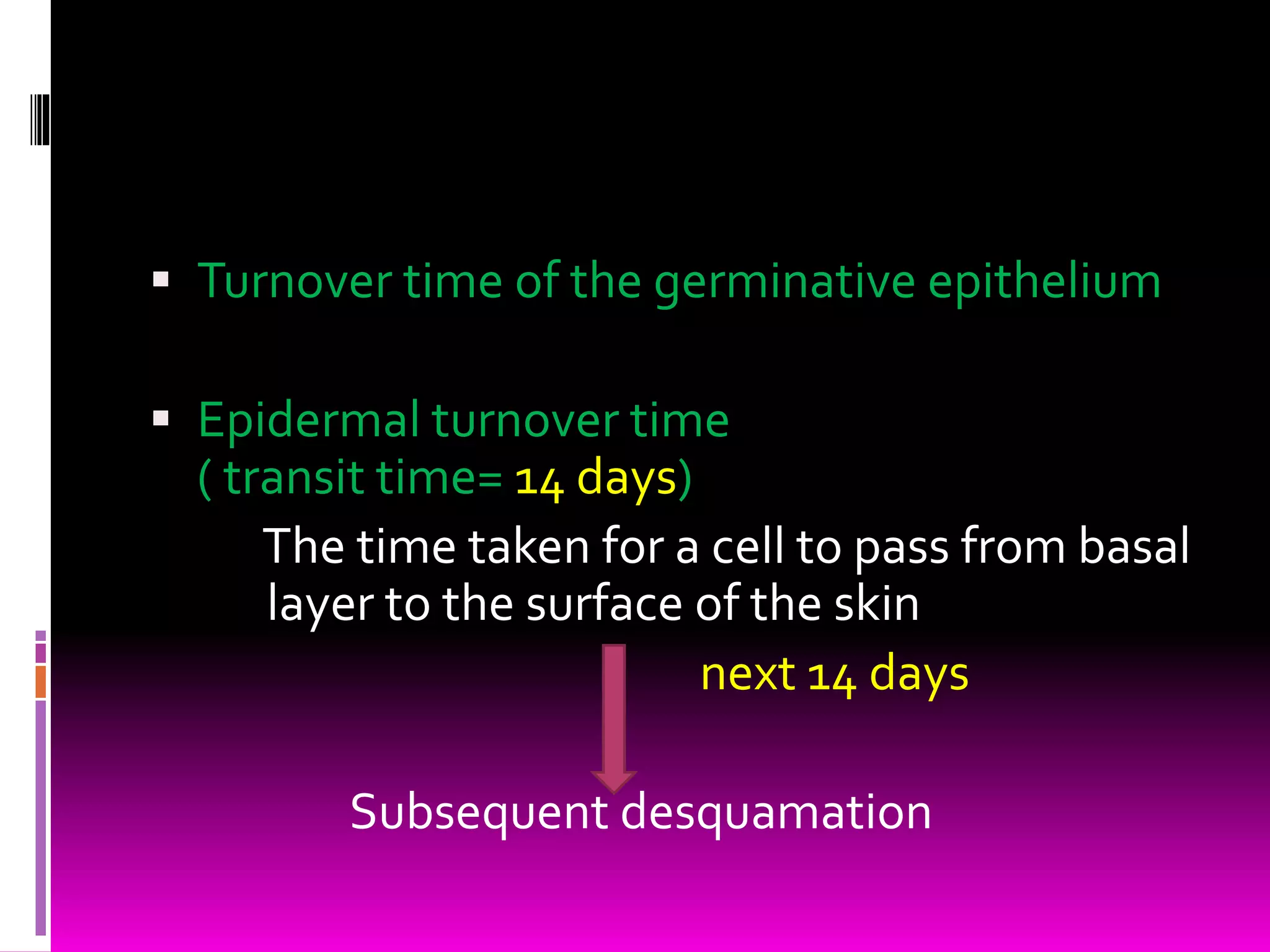  Turnover time of the germinative epithelium
 Epidermal turnover time
( transit time= 14 days)
The time taken for a cell to pass from basal
layer to the surface of the skin
next 14 days
Subsequent desquamation
 
