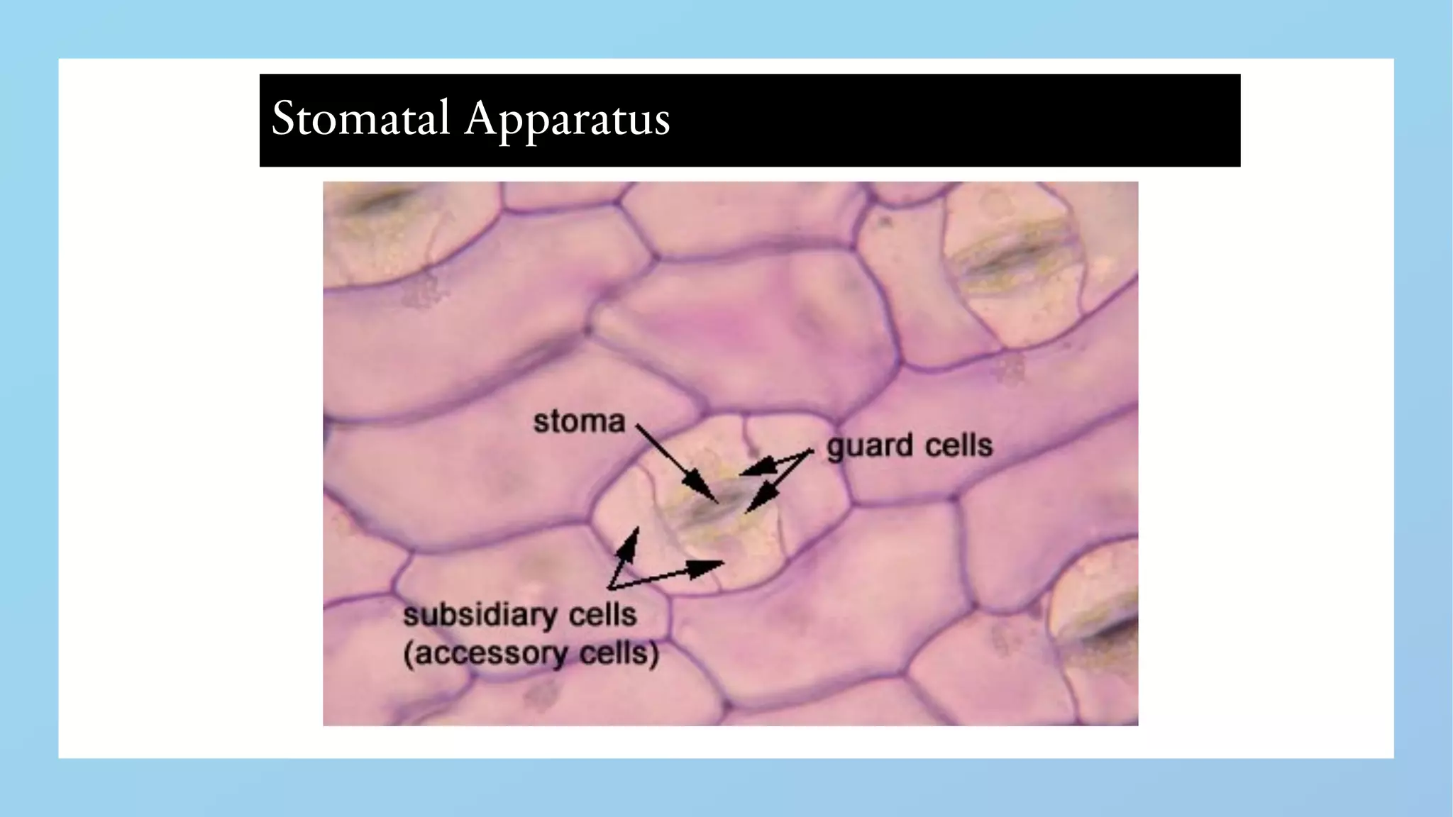 Histology: Epidermal tissues | PDF