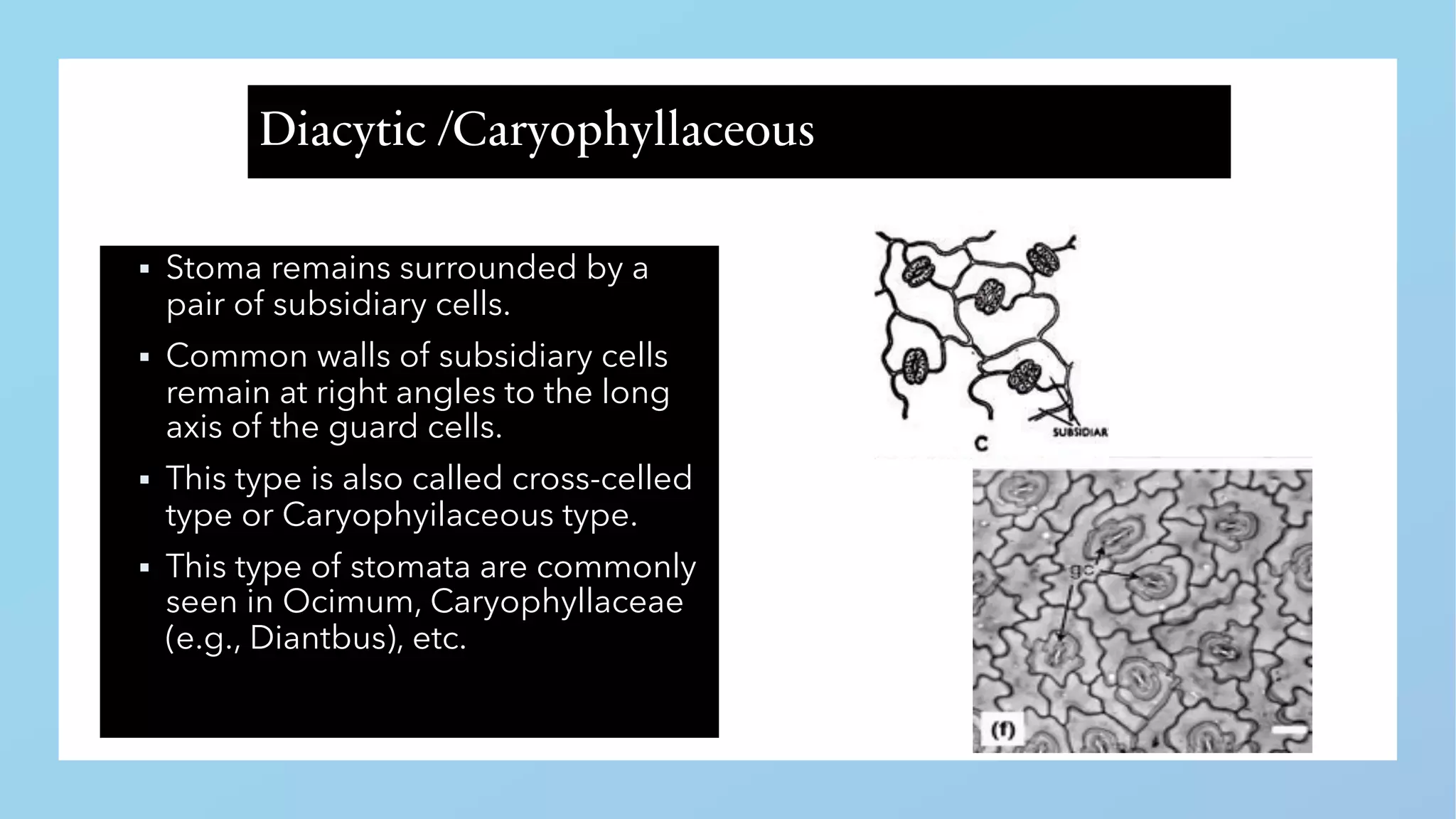 Histology: Epidermal tissues | PDF