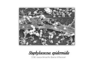 Staphylococcus epidermidis
E.M. Ivana Amarilis Ibarra Villarreal
 